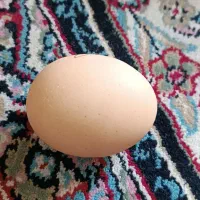 تخم مرغ محلی دوزرده تازه|خوردنی و آشامیدنی|کرمان, |دیوار