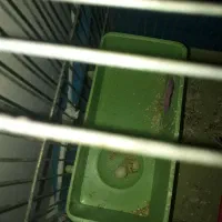 دو عدد مرغ عشق نر و ماده با دو تخم|پرنده|شهریار, دهشاد پائین|دیوار