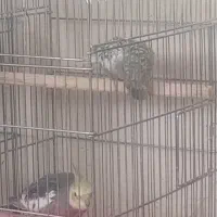 عروس هلندی سالم باقفس|پرنده|شاهین‌شهر, مسکن مهر|دیوار