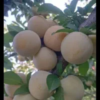 آلو شوقانی و رسمی ،سیب لبنانی قرمز