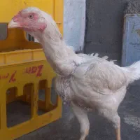 مرغ لاری ۷ ماه به فروش میرسد