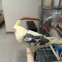 عروس هلندی نر کاملا رام ودستی|پرنده|دوگنبدان, |دیوار