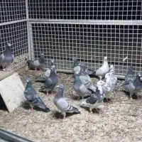 کفتر پلاکی کبوتر المانی|پرنده|رشتخوار, |دیوار