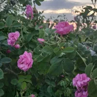 گل محمدی تازه