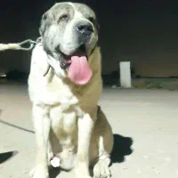 واگذاری سگ آلابای قدرجونی پژدر سرابی افغان