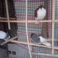 کفتر|پرنده|نیشابور, فردوس شمالی|دیوار