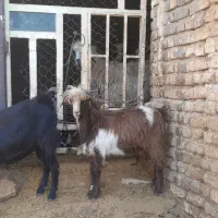 چپیش نر|حیوانات مزرعه|چگنی, |دیوار