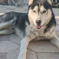 چند تا سگ معاوضه