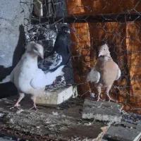 کبوتر پرشی رنگی تیپی