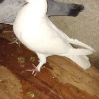 کبوتر‌‌دولاخ|پرنده|تبریز, |دیوار