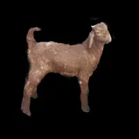 بز وبزغاله نر