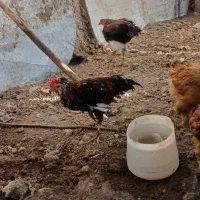 مرغ و خروس برهما|حیوانات مزرعه|تهران, صالح آباد جنوبی (باغ رضوان)|دیوار