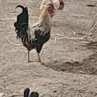 خروس مرغ گیر محلی هشت ماه بزرگ