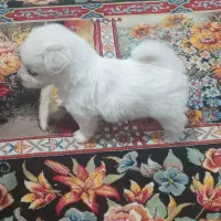 واگذاری سگ منیاتوری جیبی|سگ|نجف‌آباد, یزدانشهر|دیوار