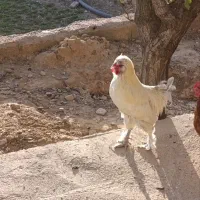 فروش مرغ و خروس نژاد دار|حیوانات مزرعه|شاهین دژ, |دیوار