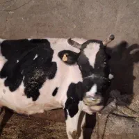 گاو سیمینتال|حیوانات مزرعه|سیلاخور, |دیوار