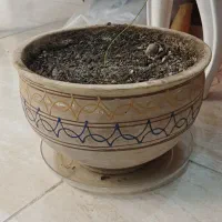 گلدان های سفالی|گل و گیاه طبیعی|قدس, شهر‌قدس|دیوار