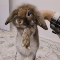 خرگوش فروش فوری|موش و خرگوش|مرزنآباد, |دیوار