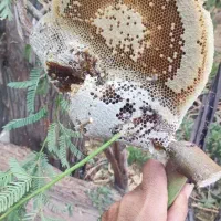 عسل وحشی لامرد و علامرودشت