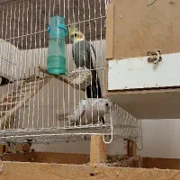 عروس هلندی نر و ماده|پرنده|مشهد, بلال|دیوار