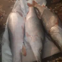 سلام