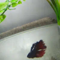 ماهی فایتر|ماهی|زاهدان, |دیوار