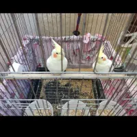 عروس هلندی|پرنده|شیراز, باباکوهی|دیوار