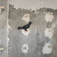 کبوتر سیاه|پرنده|شیراز, شهرک گلها|دیوار