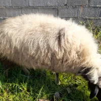 گوسفند چاق توپولی