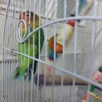 یک جفت کوتوله نر ماده سالم بازیگوش خوش رنگ۱۳۰۰|پرنده|مشهد, آزادشهر|دیوار