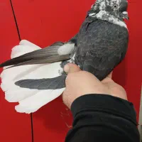 کفتر دم سفید پرشی (گرفتنی بلندی)|پرنده|تهران, جیحون|دیوار