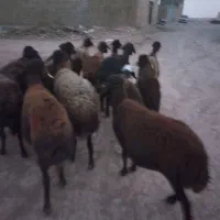 40راس کاور۲دندان  فروشی|حیوانات مزرعه|مشهد, آبکوه|دیوار