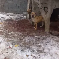 سلام ۲عدد سگ نروماده