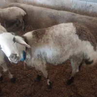 با سلام  چند رس بره نر و قوچ 3شیره|حیوانات مزرعه|سیلاخور, |دیوار