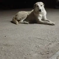 فروش ماده دورگ