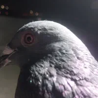 دون گرون شده ماده خوب ۶۰۰ نرخوب هم ۶۰۰