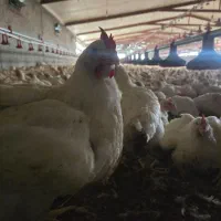 کار در مرغداری گوشتی