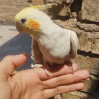 عروسک پاریس