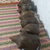 فروش‌هیزه