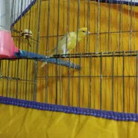 قناری نر مست یکسر