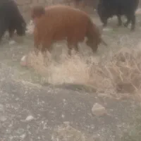 سلام تعداد10راس بز  چهار زاینده با میش معامله