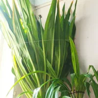 گلسوسن|گل و گیاه طبیعی|مهریز, |دیوار