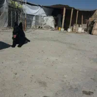 توله سگ ژرمن شولاین ماده