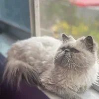 پرشین هیمالین نر