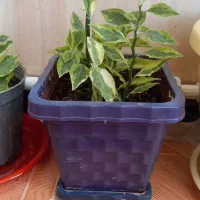 گل های پدیلانتوس|گل و گیاه طبیعی|کرمانشاه, |دیوار