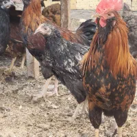 جوجه مرغ و خروس های رسمی خونگی و سالم|حیوانات مزرعه|یزد, |دیوار
