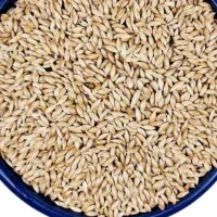 تخم کتان یا گوش دنی ۷ تن تمیز