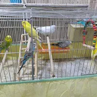 مرغ عشق با قفس و وسایل|پرنده|شیراز, شیخ علی چوپان|دیوار