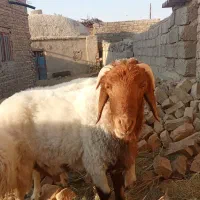 گوسفند|حیوانات مزرعه|زهک, |دیوار