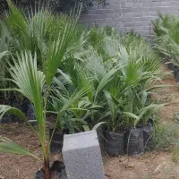 پالم واشنگتن تنه قرمز|خدمات باغبانی و درختکاری|ارطه, |دیوار